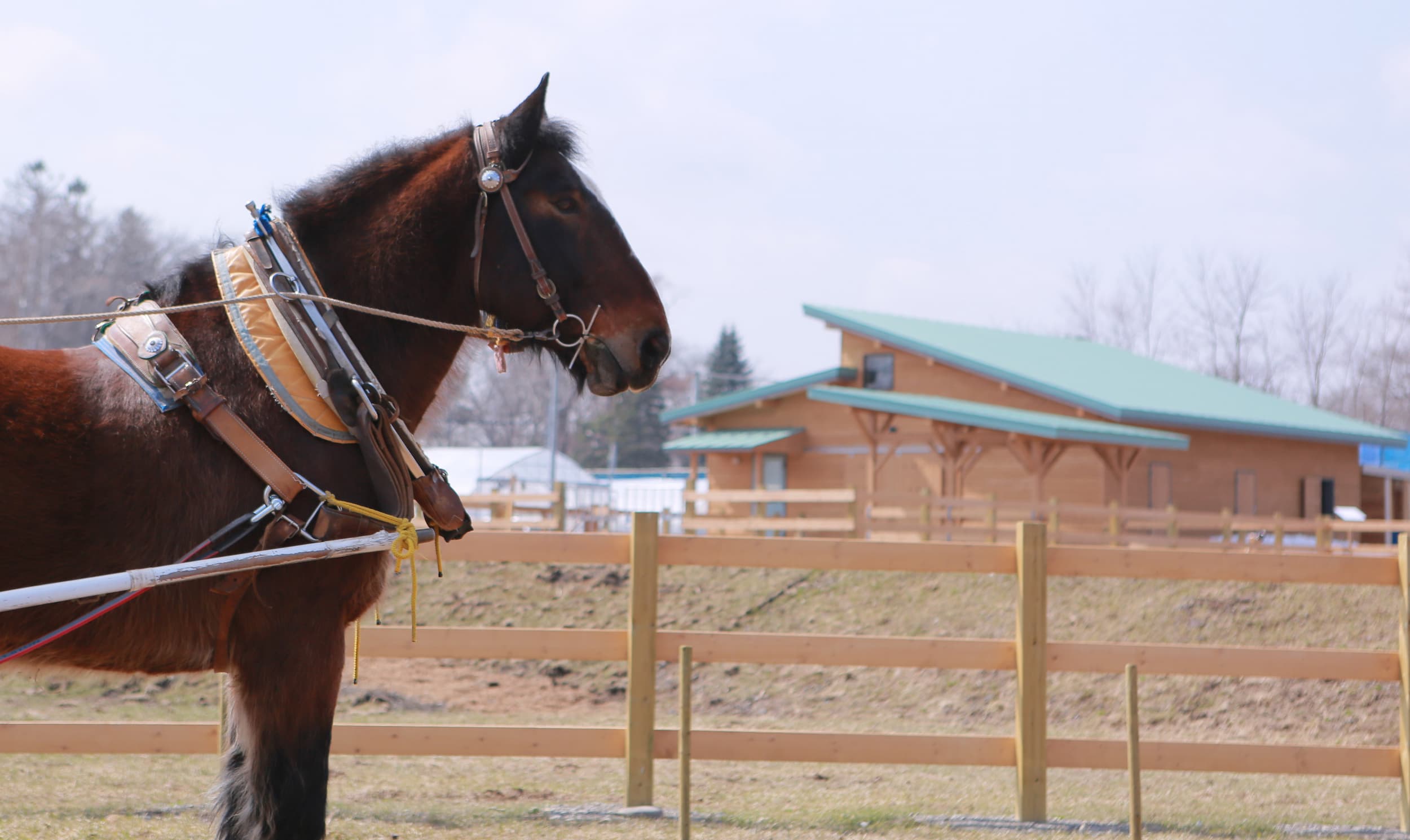 麦音ホースパーク馬と小麦の丘 での循環農業によるパンを楽しむ姿